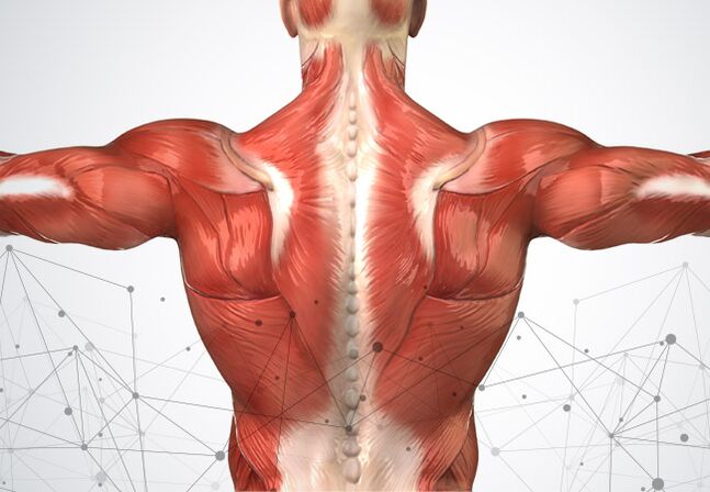 dor muscular ao longo da coluna