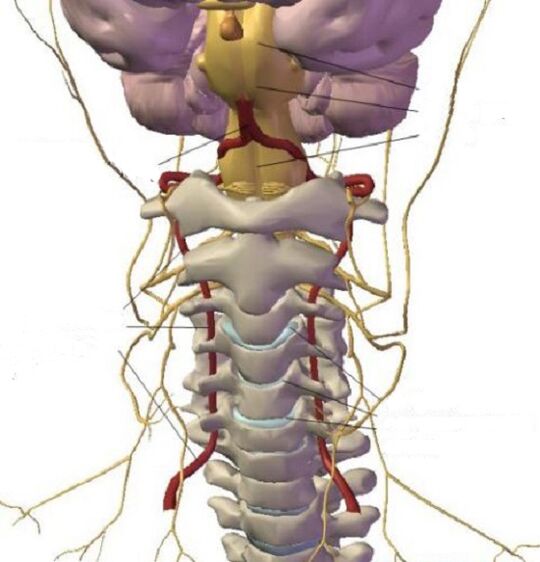 A estrutura da região cervical